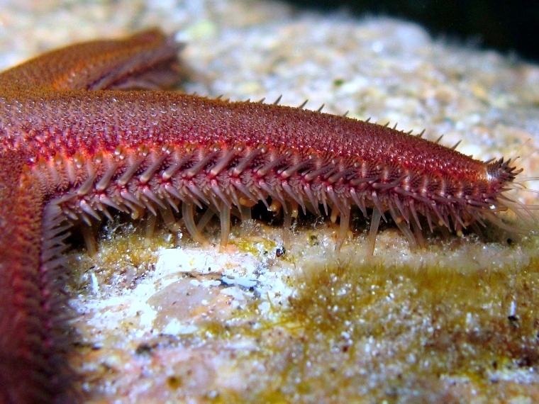 Astropecten platyacanthus (Philippi, 1837)